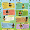 Poster Hedis Wildbienenfreunde