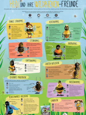Poster Hedis Wildbienenfreunde