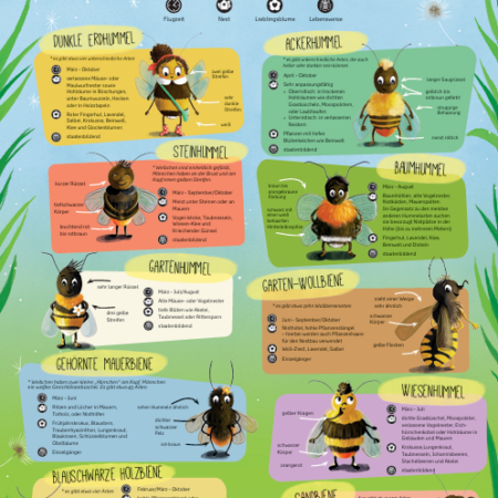 Poster Hedis Wildbienenfreunde