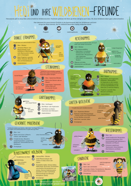 Poster Hedis Wildbienenfreunde