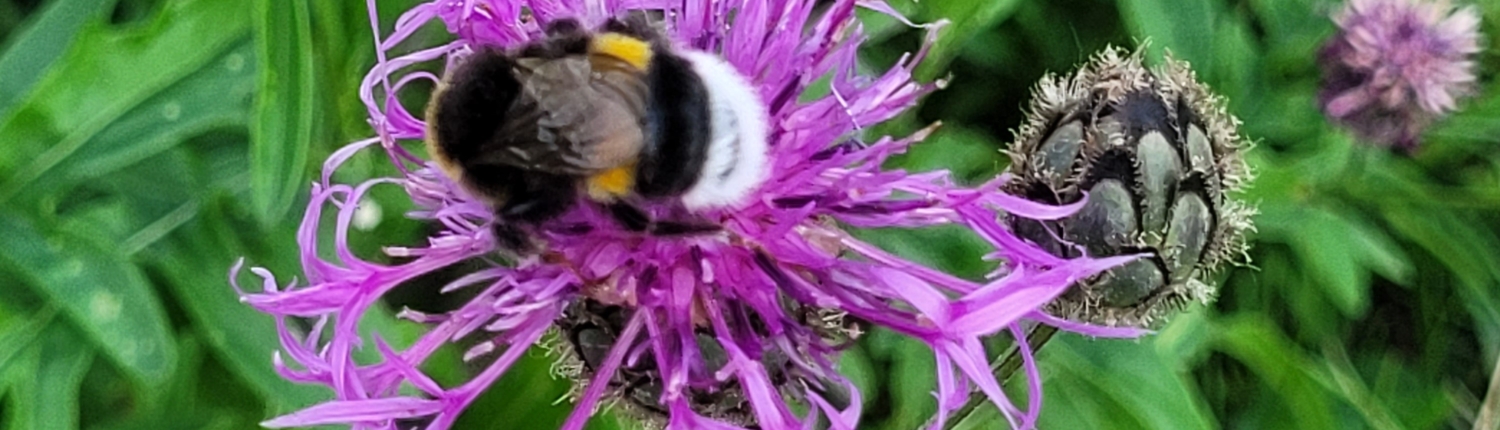 Hedi Hummel