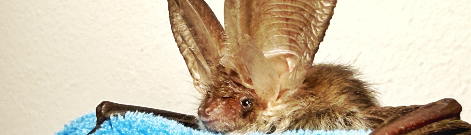 Braunes Langohr - Fledermaus NRW